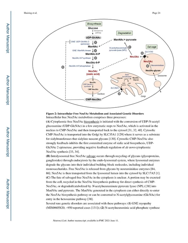 Free Sialic Acid Storage Disorder: Progress and Promise - Page 24